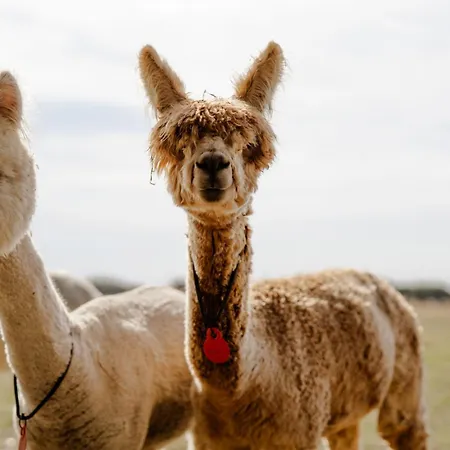 度假居 Alte Schule 7