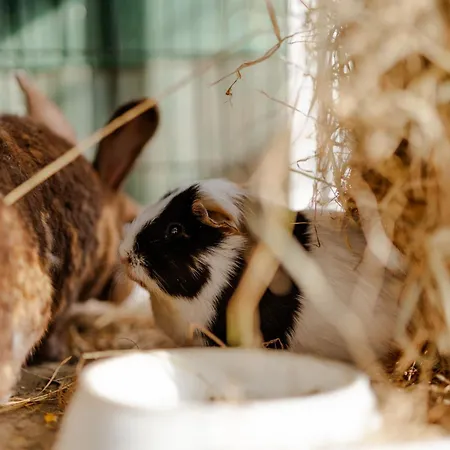 Alte Schule 7 Сasa de vacaciones